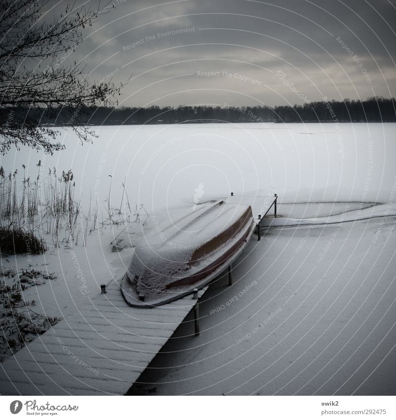 Warten und frieren Umwelt Natur Landschaft Himmel Wolken Winter Klima Wetter Schönes Wetter Eis Frost Schnee Pflanze Baum Sträucher Zweige u. Äste karg Seeufer