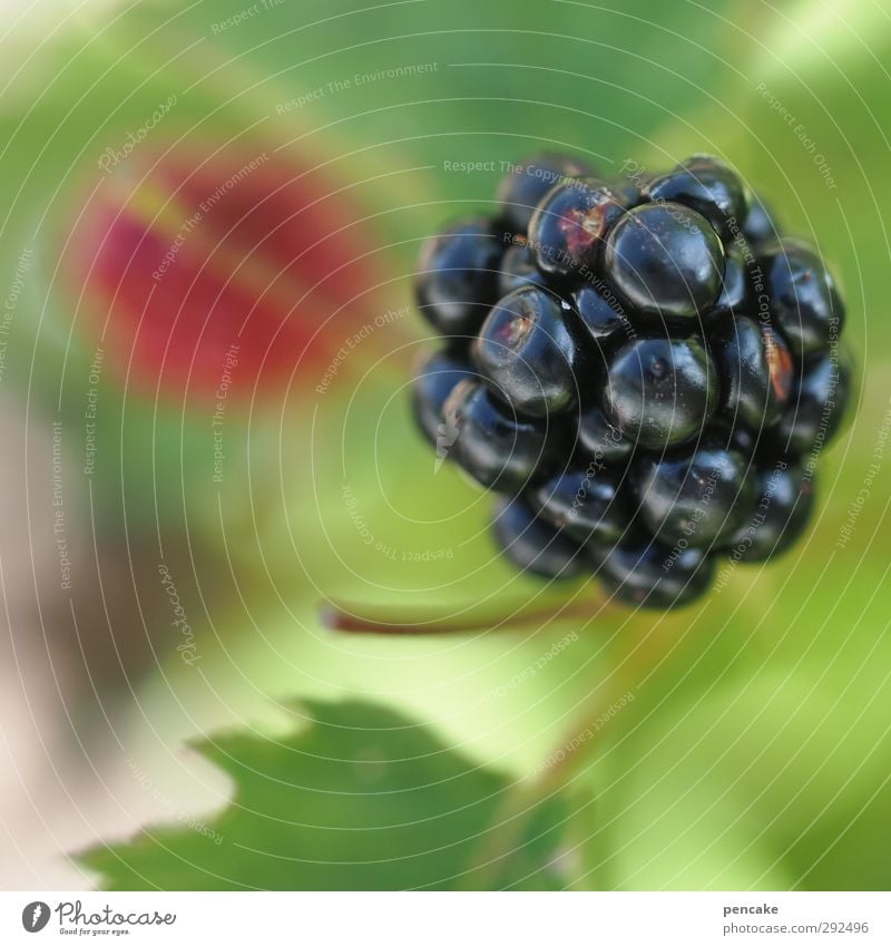 beerenmarke Frucht Natur Pflanze Sommer Wildpflanze frisch Gesundheit rot schwarz Beeren Brombeeren Unschärfe Vitamin Farbfoto Außenaufnahme Nahaufnahme