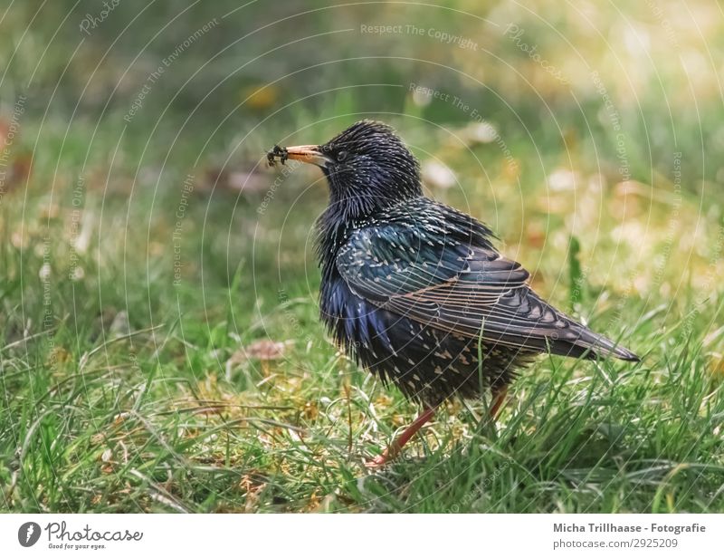 Star mit Fliegen im Schnabel Natur Tier Sonne Sonnenlicht Schönes Wetter Gras Wiese Wildtier Vogel Tiergesicht Flügel Feder gefiedert Auge 1 Fressen glänzend