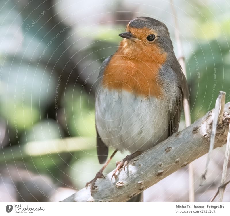 Rotkehlchen leicht angelehnt im Baum Natur Tier Sonnenlicht Schönes Wetter Zweige u. Äste Wildtier Vogel Tiergesicht Flügel Krallen Schnabel Auge Feder