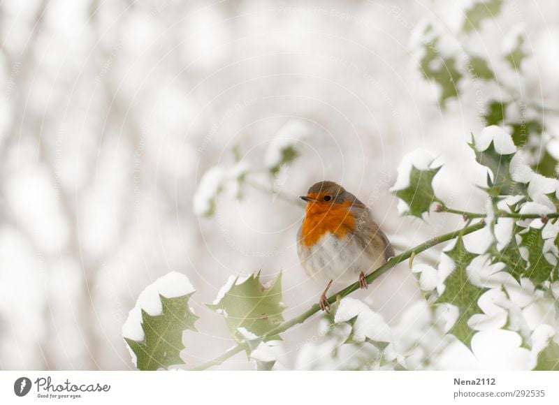 Rotkehlchen Natur Pflanze Tier Winter Wetter schlechtes Wetter Eis Frost Schnee Sträucher Blatt Wald Wildtier Vogel 1 kalt stachelig rot weiß Stechpalme Ilex