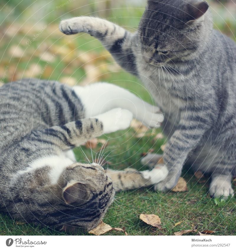 katzenkampf. Tier Haustier Katze Fell Krallen Pfote 2 außergewöhnlich bedrohlich authentisch Kampfsport kämpfen Hauskatze Farbfoto Gedeckte Farben Außenaufnahme