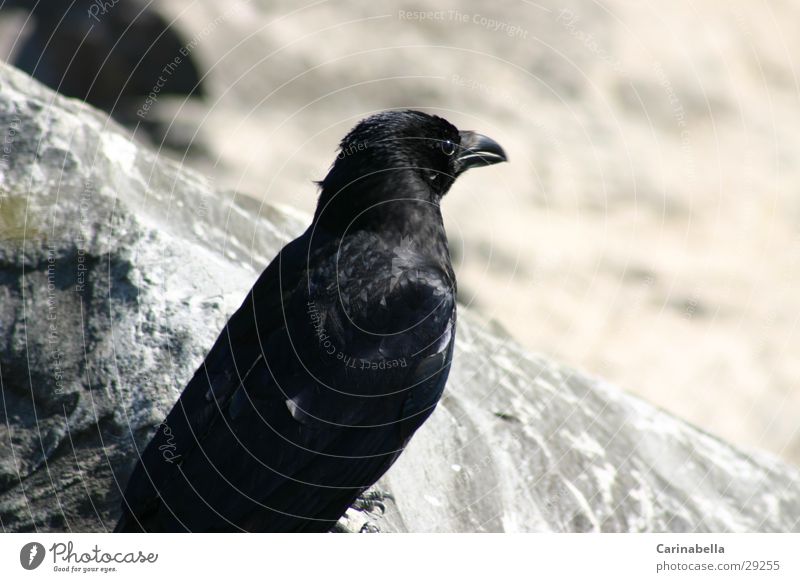 Rabe Rabenvögel schwarz Schnabel Vogel Stein