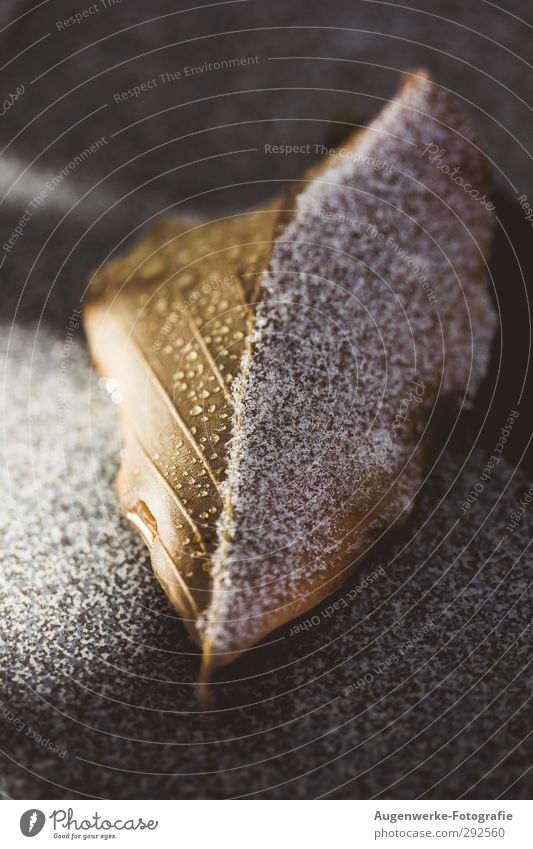 Frostig Tier Herbst Winter Pflanze Blatt Buche Buchenblatt Wasser kalt braun gelb grau weiß Wassertropfen Schneefall Eis Farbfoto Außenaufnahme