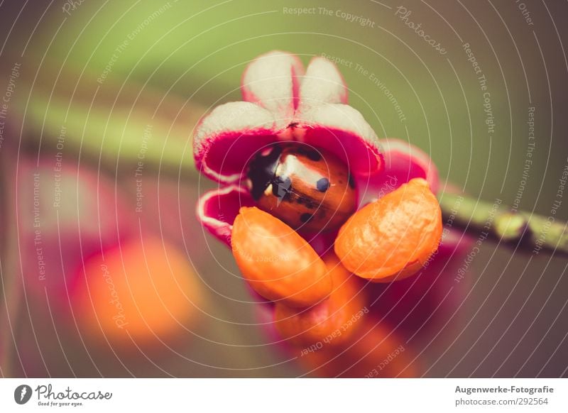 Marienkäfer Natur Pflanze Tier Sommer Herbst Blume Sträucher Wildpflanze Käfer 1 niedlich orange rosa rot Schutz Geborgenheit Farbfoto Außenaufnahme Tag