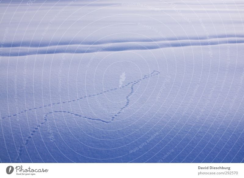 Spuren im Schnee Ferien & Urlaub & Reisen Winter Landschaft Schönes Wetter Eis Frost blau weiß Winterstimmung Wintertag Schneedecke Schneespur Skilanglauf kalt