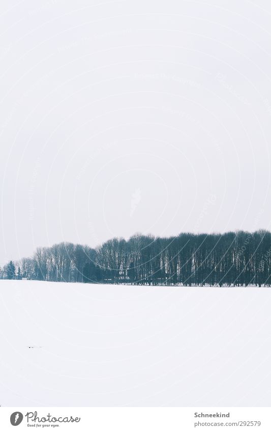 Winter II Umwelt Natur Landschaft Urelemente Erde Himmel Eis Frost Schnee Schneefall Baum Sträucher Wildpflanze Wiese Feld Wald schön Luft Baumreihe einfarbig