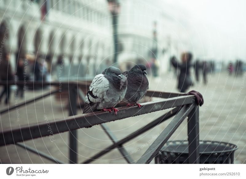 Marco's Tauben schlechtes Wetter Regen Venedig Markusplatz Piazza San Marco Platz Tier 2 kalt trist Farbfoto Gedeckte Farben Außenaufnahme Tag Licht