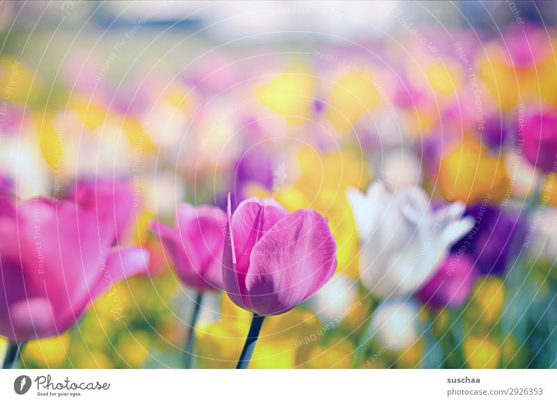 tulpen Blume Tulpe Blüte Stengel Wiese Außenaufnahme Frühling Wärme Jahreszeiten Sommer Sonnenschein Schönes Wetter Garten Park Umwelt Natur Landschaft