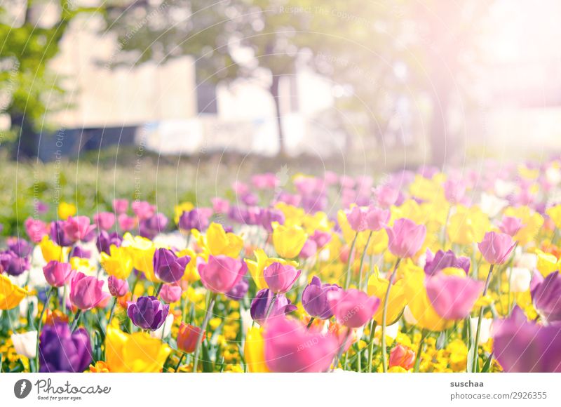 tulpen Blume Tulpe Blüte Stengel Wiese Außenaufnahme Frühling Wärme Jahreszeiten Sommer Sonnenschein Schönes Wetter Garten Park Umwelt Natur Landschaft