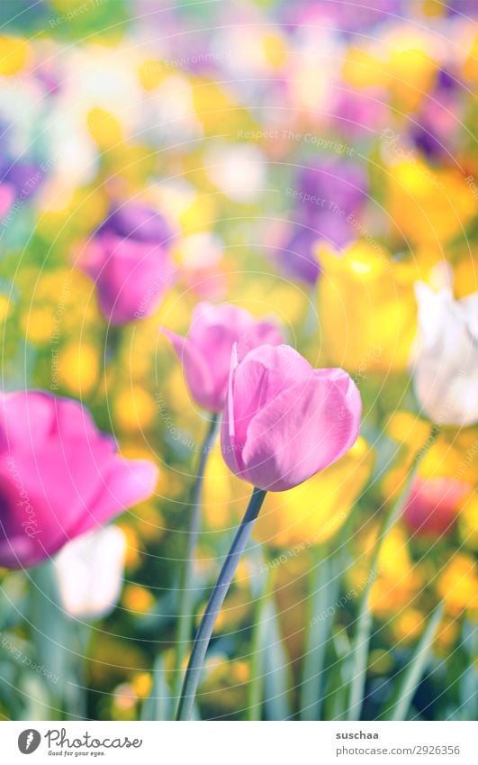 tulpen Blume Tulpe Blüte Stengel Wiese Außenaufnahme Frühling Wärme Jahreszeiten Sommer Sonnenschein Schönes Wetter Garten Park Umwelt Natur Landschaft