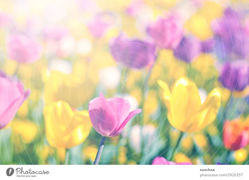 tulpen Blume Tulpe Blüte Stengel Wiese Außenaufnahme Frühling Wärme Jahreszeiten Sommer Sonnenschein Schönes Wetter Garten Park Umwelt Natur Landschaft