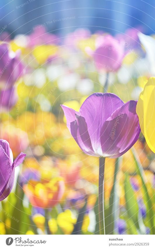 tulpen Blume Tulpe Blüte Wiese Außenaufnahme Frühling Wärme Jahreszeiten Sommer Sonnenschein Schönes Wetter Garten Park Umwelt Natur Landschaft