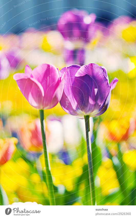 tulpen Blume Tulpe Blüte Stengel Wiese Außenaufnahme Frühling Wärme Jahreszeiten Sommer Sonnenschein Schönes Wetter Garten Park Umwelt Natur Landschaft