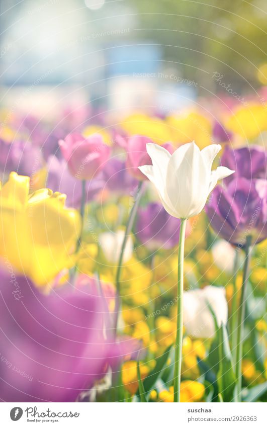 tulpen Blume Tulpe Blüte Stengel Wiese Außenaufnahme Frühling Wärme Jahreszeiten Sommer Sonnenschein Schönes Wetter Garten Park Umwelt Natur Landschaft