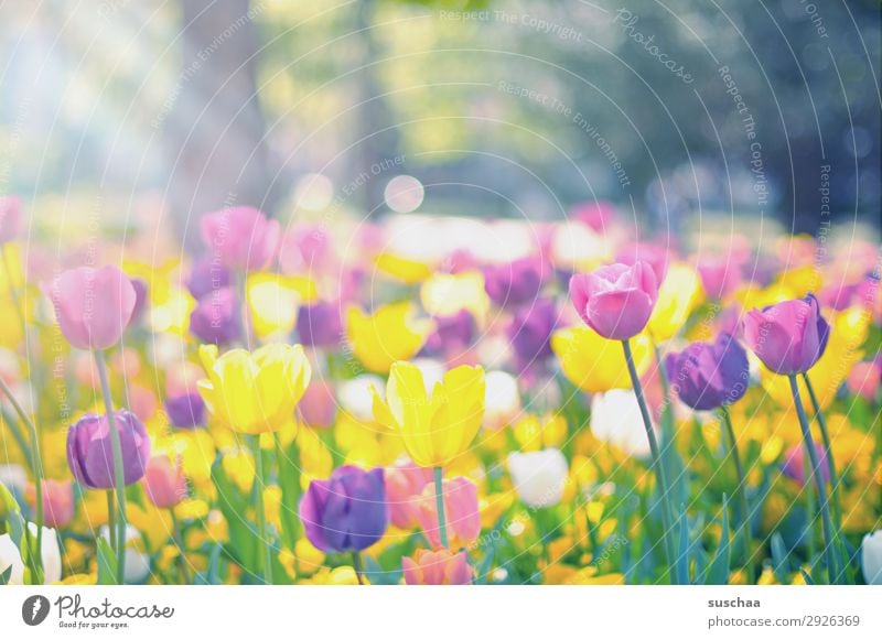 tulpen Blume Tulpe Blüte Stengel Wiese Außenaufnahme Frühling Wärme Jahreszeiten Sommer Sonnenschein Schönes Wetter Garten Park Umwelt Natur Landschaft