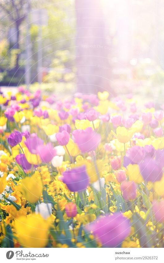 tulpen Blume Tulpe Blüte Stengel Wiese Außenaufnahme Frühling Wärme Jahreszeiten Sommer Sonnenschein Schönes Wetter Garten Park Umwelt Natur Landschaft