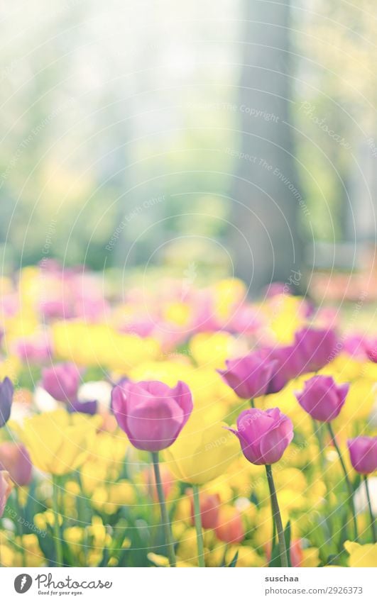 tulpen Blume Tulpe Blüte Stengel Wiese Außenaufnahme Frühling Wärme Jahreszeiten Sommer Sonnenschein Schönes Wetter Garten Park Umwelt Natur Landschaft