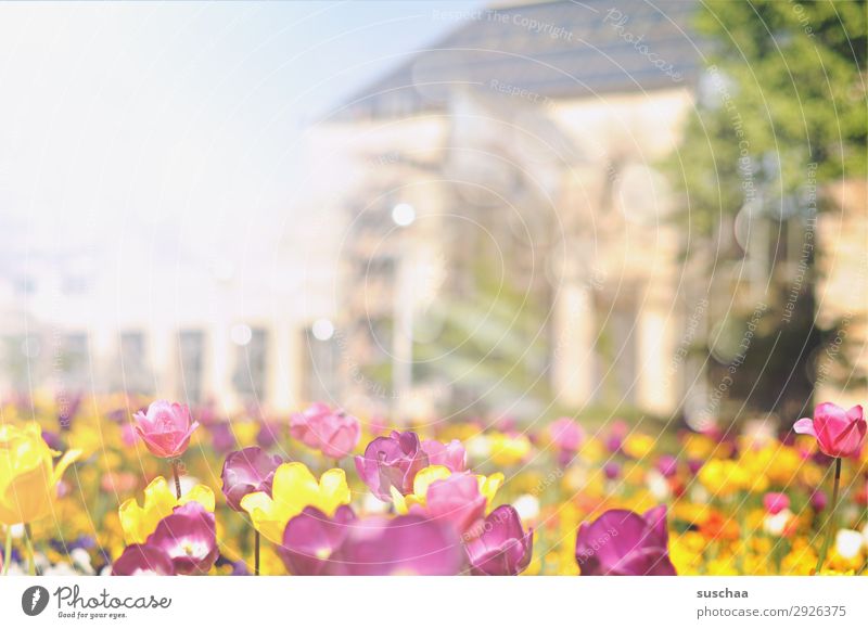 tulpen Blume Tulpe Blüte Stengel Wiese Außenaufnahme Frühling Wärme Jahreszeiten Sommer Sonnenschein Schönes Wetter Garten Park Umwelt Natur Landschaft