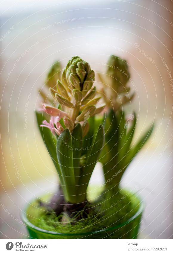 Hyazinthen Pflanze Frühling Blume Grünpflanze Topfpflanze natürlich grün sprießen Farbfoto Innenaufnahme Nahaufnahme Menschenleer Tag Schwache Tiefenschärfe