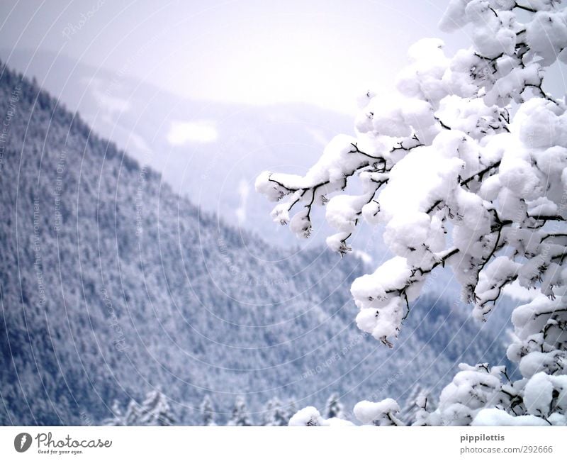 Weißröckchen Ferne Natur Landschaft Winter Eis Frost Schnee Baum Wald Alpen Berge u. Gebirge ästhetisch frei frisch Gesundheit Unendlichkeit kalt natürlich