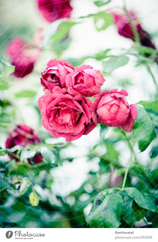 Rosen Natur Pflanze Sommer Blüte schön grün rot Rosenblüte Rosenblätter Rosengarten Blütenblatt Farbfoto Außenaufnahme Schwache Tiefenschärfe