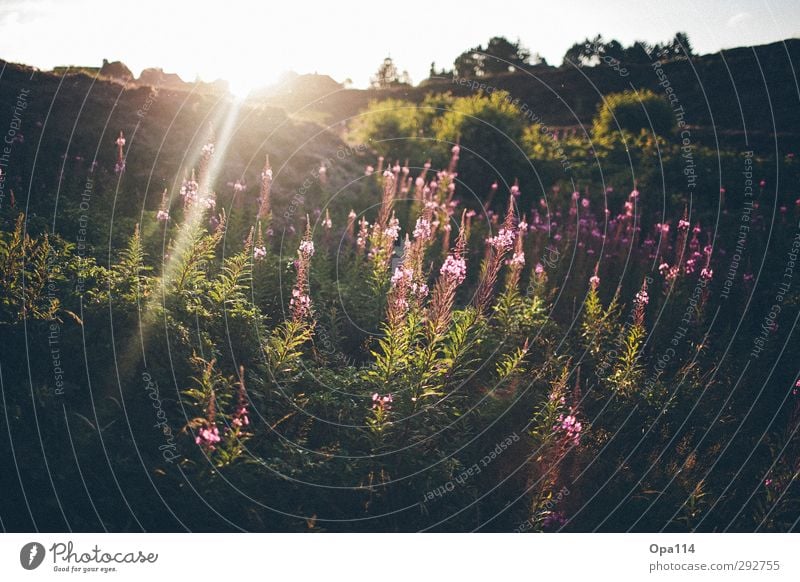 Garten Eden Umwelt Natur Landschaft Pflanze Tier Sonne Sonnenaufgang Sonnenuntergang Sommer Schönes Wetter Sträucher Nordsee atmen Blühend träumen frisch