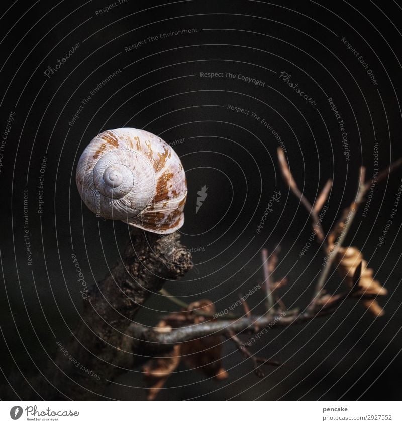 herausragend | lichtfängerin Urelemente Erde Baum Wald Schnecke dunkel nah trocken Wärme Schneckenhaus Ast Tod Auferstehung Lichterscheinung Bühnenbeleuchtung