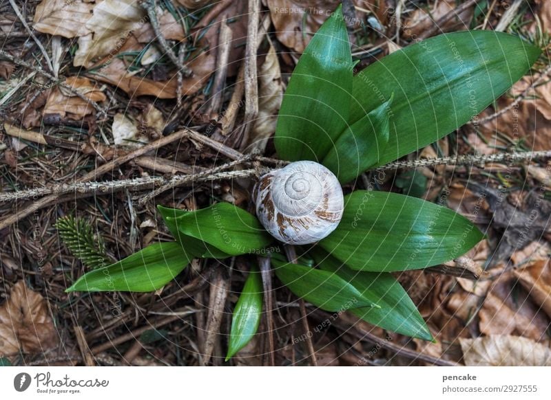 anfang und ende Waldboden Schneckenhaus Frühling Jahreslauf Lebenslauf Knoblauch Beginn Farbfoto grün Pflanze Natur Außenaufnahme Wildpflanze Nahaufnahme