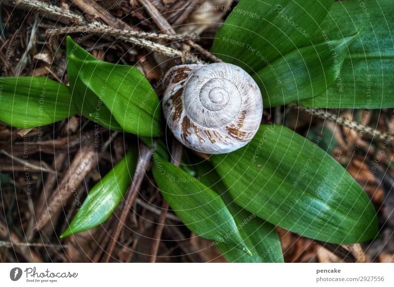 aufgepflanzt Natur Urelemente Erde Frühling Pflanze Wald Tier Schnecke skurril träumen Wachstum Bärlauch Kräuter & Gewürze Wildpflanze Knoblauch Schneckenhaus