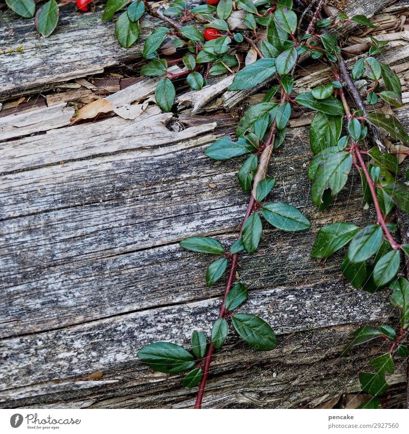 immer grün (2) Natur Pflanze Frühling Wald Berge u. Gebirge natürlich grau Zwergmispel Holz Baumstamm verwittert Ranke Wachstum Überleben Farbfoto Außenaufnahme