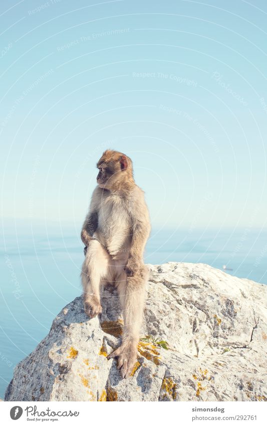 you monkey! Natur Wolkenloser Himmel Horizont Schönes Wetter Meer Tier Affen 1 Blick sitzen Ferien & Urlaub & Reisen Tierporträt Menschenaffen Säugetier Felsen