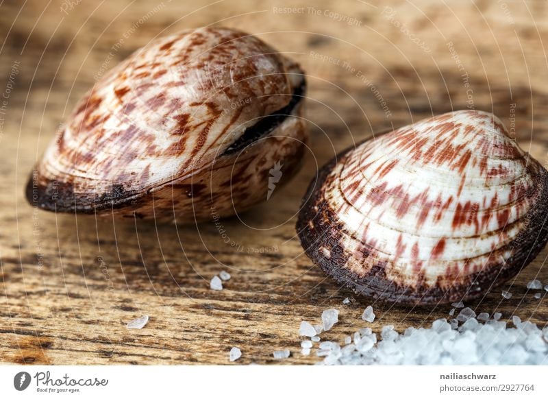 Meermandel Lebensmittel Meeresfrüchte Kräuter & Gewürze Samtmuschel Muschel Salz Meersalz Ernährung Bioprodukte Diät Holz frisch Gesundheit lecker genießen rein