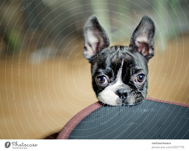 Boston Terrier Welpe Tier Haustier Hund Tiergesicht 1 Tierjunges Decke Hundedecke beobachten Blick Spielen frech lustig Neugier niedlich Freude Begeisterung