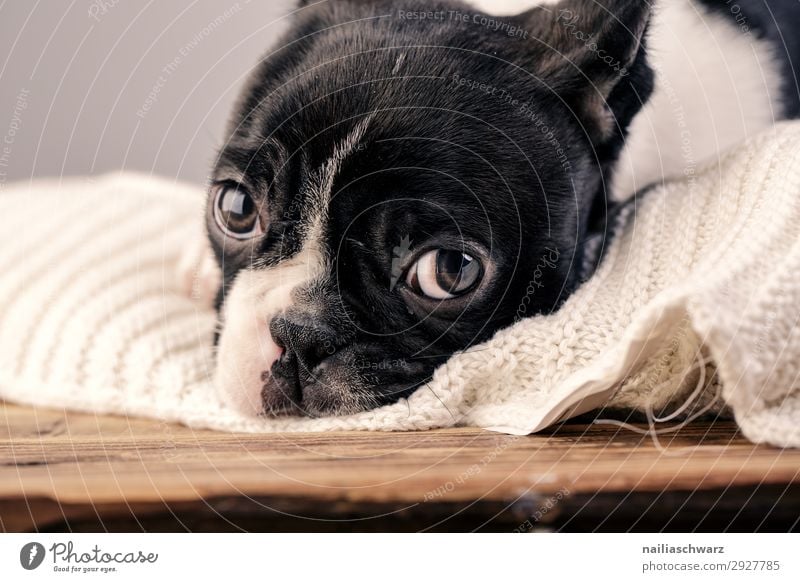 Boston Terrier Welpe Lifestyle Erholung ruhig stricken Tier Haustier Hund Tiergesicht Französische Bulldogge 1 Tierjunges Decke Strickdecke beobachten liegen