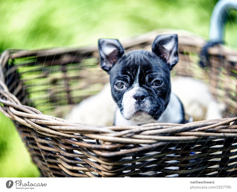 Boston Terrier Welpe macht Ausflug Lifestyle Ferien & Urlaub & Reisen Abenteuer Umwelt Park Fahrrad Fahrradkorb Tier Haustier Hund Tiergesicht