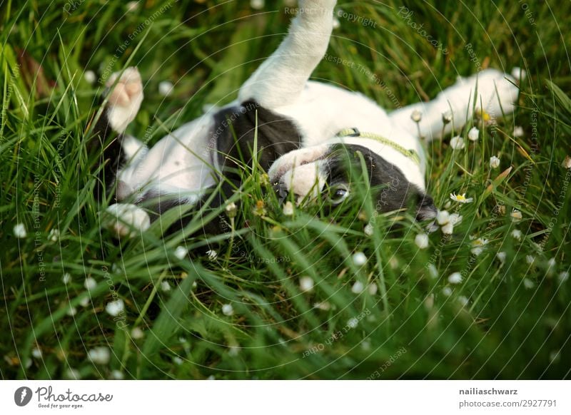 Boston Terrier Welpe Umwelt Natur Pflanze Tier Gras Garten Park Wiese Haustier Hund 1 Tierjunges Erholung klein lustig natürlich niedlich schön Freude Glück