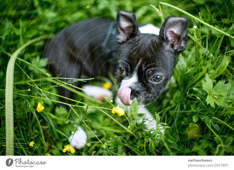 Boston Terrier Welpe Freizeit & Hobby Ausflug Abenteuer Umwelt Natur Frühling Schönes Wetter Blume Gras Garten Park Wiese Tier Haustier Hund 1 Tierjunges