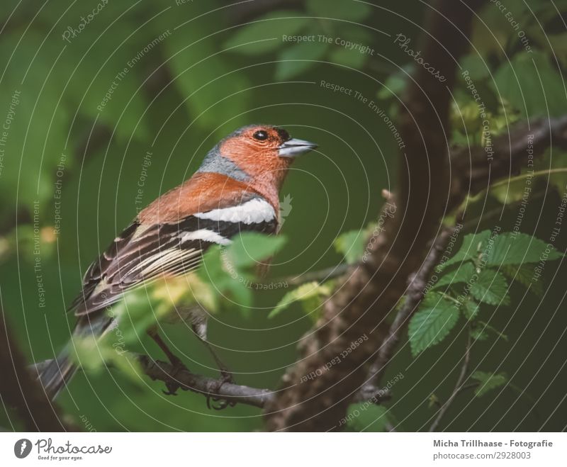 Buchfink in der Dämmerung Natur Tier Sonnenlicht Schönes Wetter Baum Blatt Zweige u. Äste Wildtier Vogel Tiergesicht Flügel Krallen Fink Schnabel Auge Feder