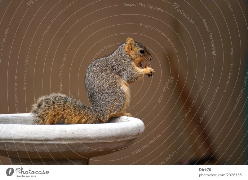 Eichhörnchen beim Imbiss Ernährung Essen Garten Umwelt Boulder Colorado USA Stadt Haus Mauer Wand Tier Wildtier Nagetiere Profil 1 Gartengeräte Besen Vase