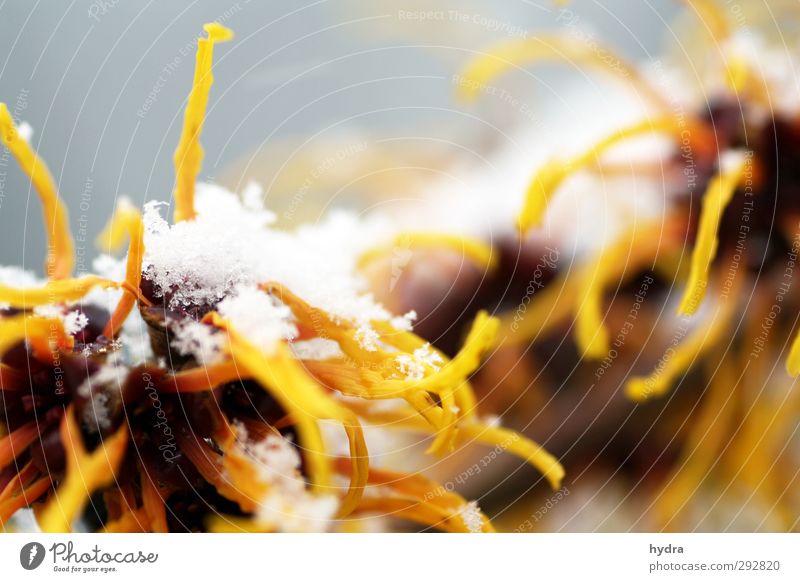 Sonderling Alternativmedizin Medikament Garten Winter Schnee Pflanze Sträucher Blüte Viriginische Zaubernuss Hamamelis virginiana Blühend frieren leuchten kalt