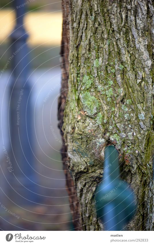 Holz.Eisen.Bahn Pflanze Baum Stadt Menschenleer blau grau grün Geländer Laternenpfahl durchwachsen Integration durchdringen Farbfoto Gedeckte Farben