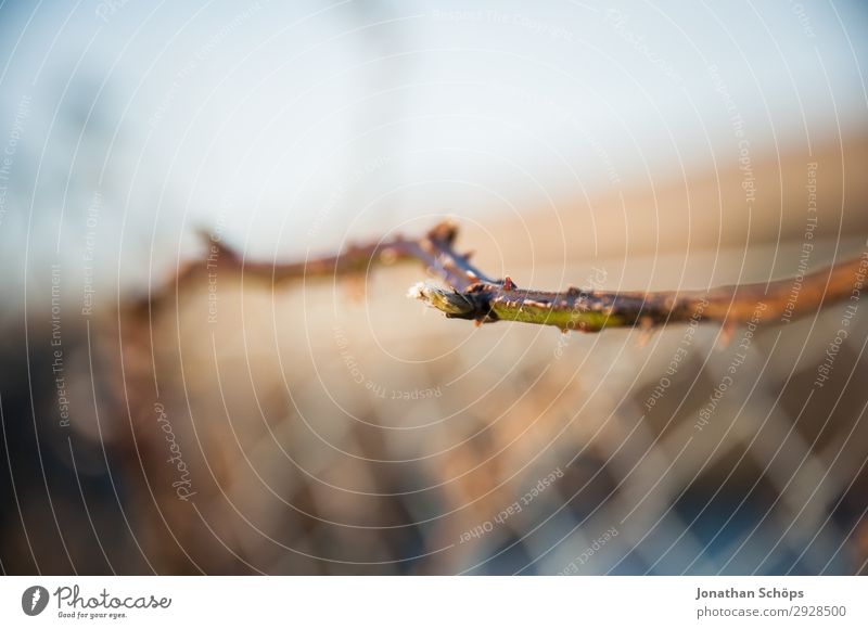 vertrocknete Pflanze an Drahtzaun Umwelt Natur ästhetisch Zaun Grenze Maschendrahtzaun Wachstum Blume Winter Herbst braun Vergänglichkeit Farbfoto Außenaufnahme