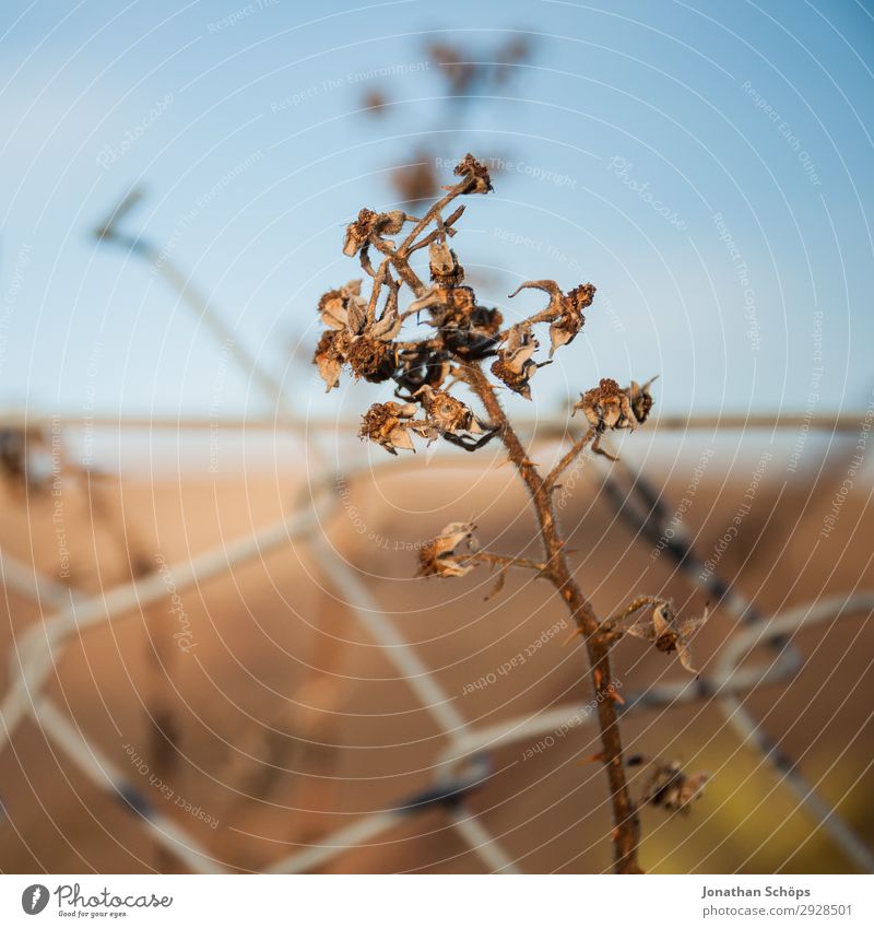 vertrocknete Pflanze an Drahtzaun Umwelt Natur ästhetisch Zaun Grenze Maschendrahtzaun Wachstum Blume Winter Herbst braun Vergänglichkeit Farbfoto Außenaufnahme