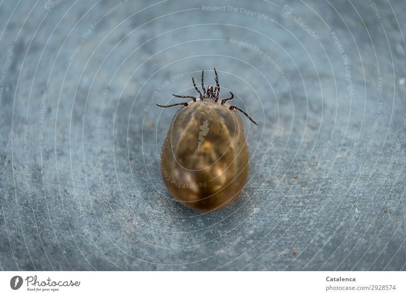 Überfressen, die Zecke 1 Tier liegen bedrohlich glänzend braun schwarz silber beweglich Sorge gefährlich Ekel Natur Überleben Krankheit Farbfoto mehrfarbig