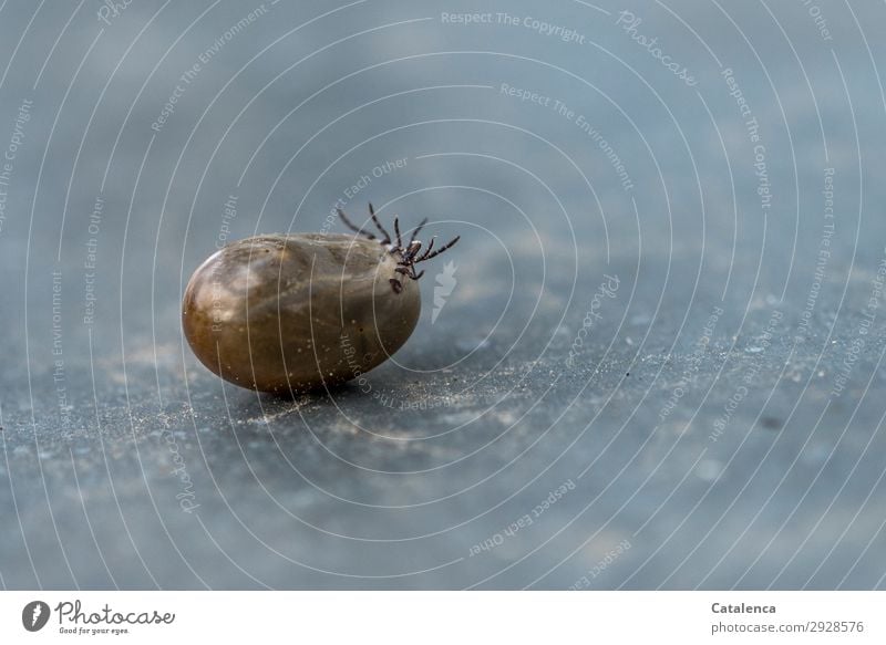 Ungesund |Zeckenbiss Fauna Insekt Tier Blutsauger Parasit Krankheitsüberträger gefährlich bedrohlich klein Ekel saugen Tierportrait tag Tageslicht Braun Grau