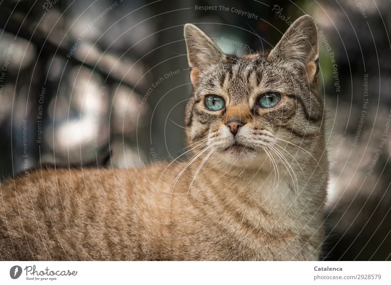 Blauäugige Katze Garten Haustier 1 Tier beobachten Blick schön blau braun schwarz Stimmung Tierliebe einzigartig Katzenportrait blaue Augen Farbfoto mehrfarbig