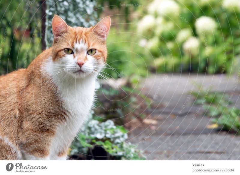 Katzenblick Natur Frühling Sommer Garten Park Tier Haustier Tiergesicht 1 beobachten Blick weich grün rot weiß Blick in die Kamera Katzenauge Hauskatze