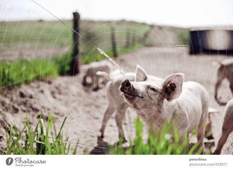 Schwein haben Tier Tiergruppe Herde Tierjunges Fressen füttern dreckig frech Neugier niedlich grün rosa Tierliebe Appetit & Hunger Schweinerei Ferkel schön