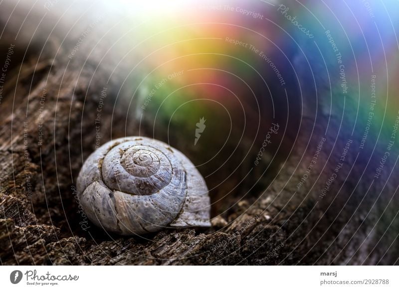 Altes Häuschen mit buntem Drumherum Schneckenhaus Spirale Lichterscheinung Farbfoto Erscheinung skurril Einsamkeit verstört mehrfarbig klein einzigartig dunkel